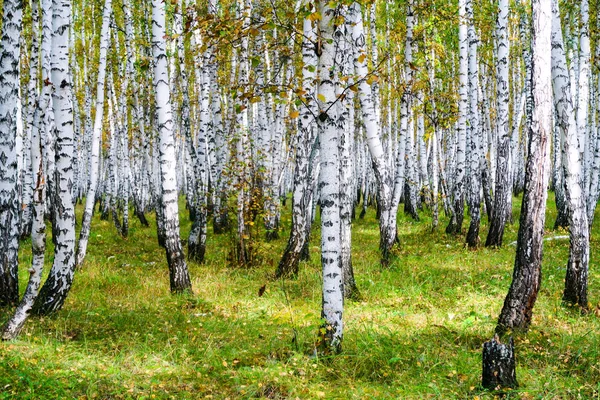 Sarı huş ağacı orman, geç sonbahar doğa manzara