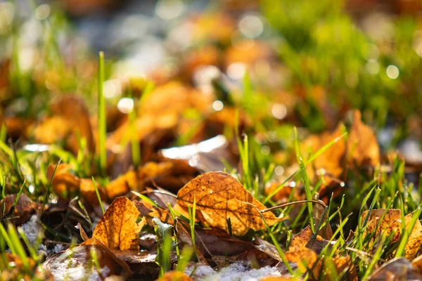 Folhas Amarelas Grama Verde Neve — Fotografia de Stock