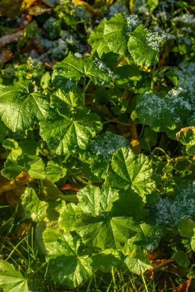 Verde Erba Neve Offuscata Sfondo Bokeh — Foto Stock