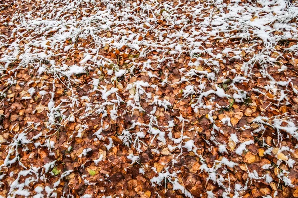 Autunno Lascia Erba Nella Neve — Foto Stock