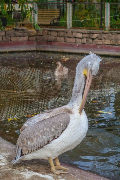 Graupelikan Teich — Stockfoto