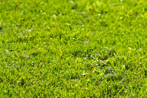 Grüner Gras Hintergrund Fokus Auf Die Mitte — Stockfoto