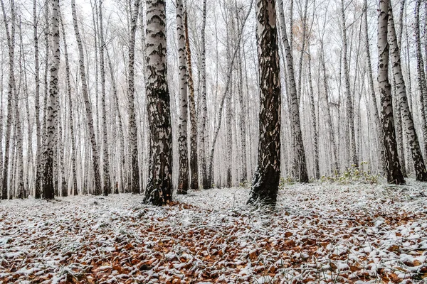 sonbahar manzara bir huş ormandaki ilk kar