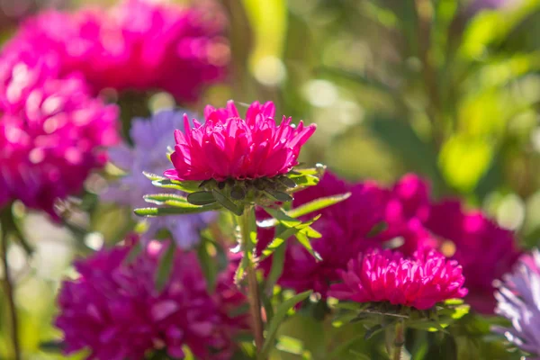 Flores Outono Brilhantes Paisagem Natureza — Fotografia de Stock