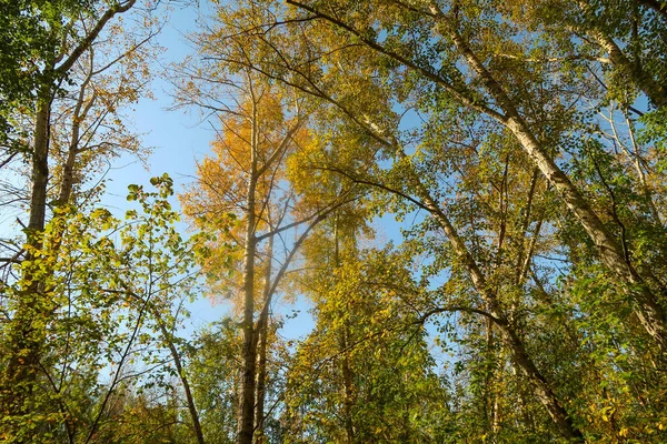 秋の森林風景自然 — ストック写真