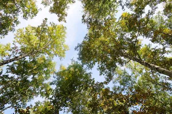 huş ağacı orman manzaralı gökyüzüne Sonbahar Doğa