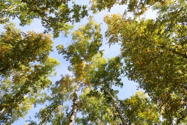 Birch Forest View Sky Autumn Nature — Stock Photo, Image