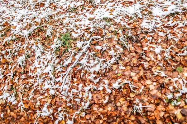 Sonbahar Karda Çimen Bırakır — Stok fotoğraf