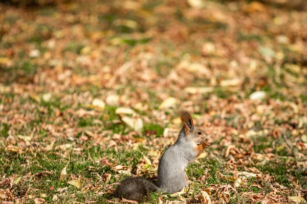 Esquilo Floresta Outono Grama — Fotografia de Stock