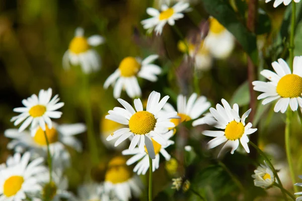 papatya çiçeği peyzaj alanı
