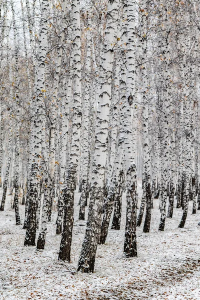 İlk kar huş ağacı orman manzara kış