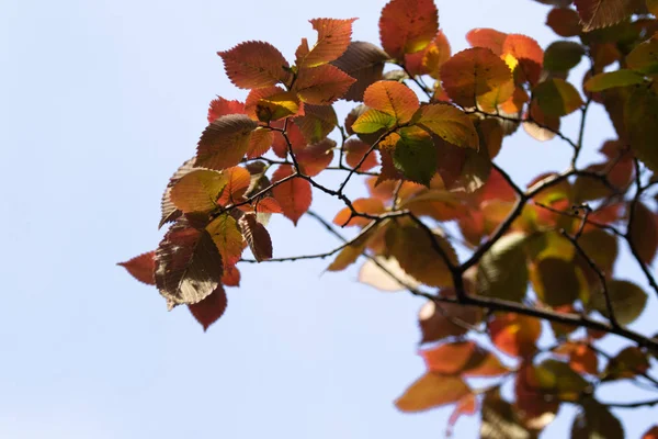 yakın çekim manzara sonbahar sarı ve yeşil yaprak
