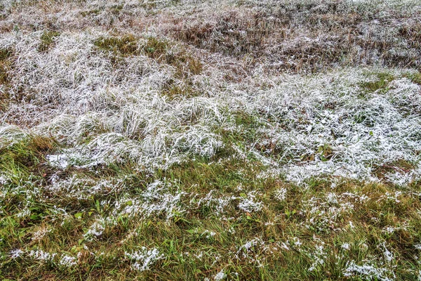 kar uzun boylu yeşil çim