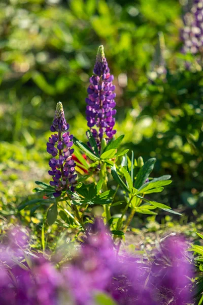 Квіти Люпин Яскраві Природою Зеленого Листя — стокове фото
