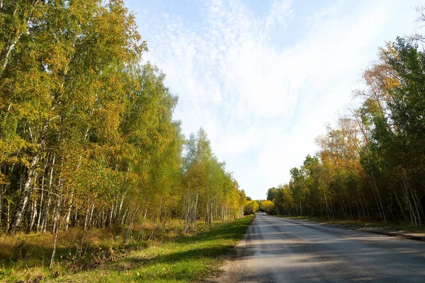 Sonbahar Orman Manzara Doğa