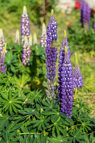 Lupinus Květy Jsou Zářivě Zelené Listí Prirode — Stock fotografie