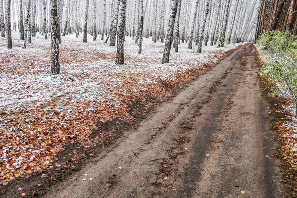 Kış ormanı boyunca yol
