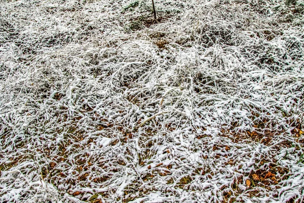 秋天在雪中留下青草 — 图库照片