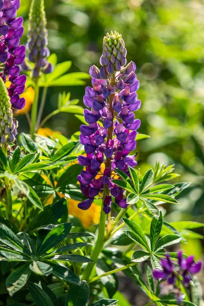 Lupinus Flores São Brilhantes Com Natureza Folhagem Verde — Fotografia de Stock