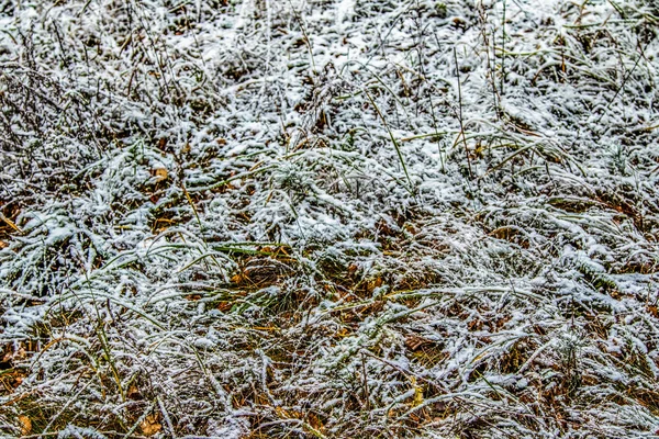 Autunno Lascia Erba Nella Neve — Foto Stock