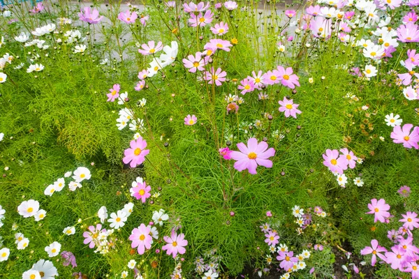Kosmos Blumen Natur Nahaufnahme Landschaft — Stockfoto