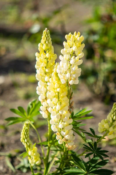 ルピナスの花が緑の葉自然と明るい — ストック写真