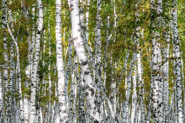 Yellow Birch Forest Late Autumn Nature Landscape — Stock Photo, Image