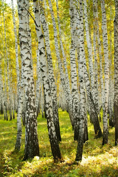 Żółty Brzoza Lasu Koniec Jesień Natura Krajobraz — Zdjęcie stockowe