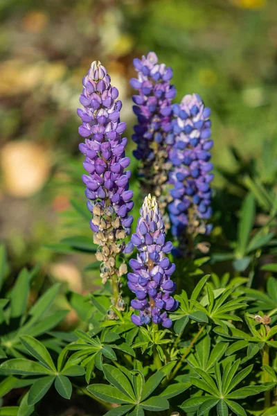 Lupinusblüten Sind Hell Mit Grünem Laub Natur — Stockfoto