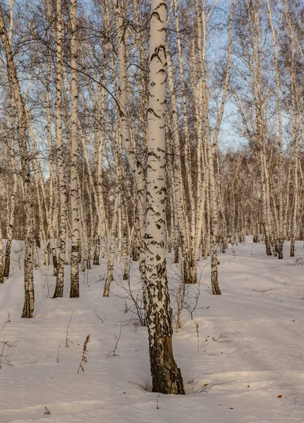 Березовый Лес Зимний Период — стоковое фото