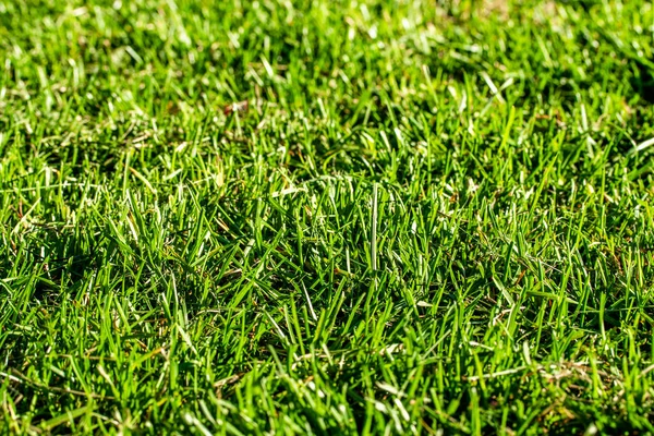 green grass background focus on the center