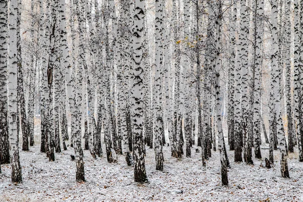 Zimní První Sníh Březová Lesní Krajina — Stock fotografie