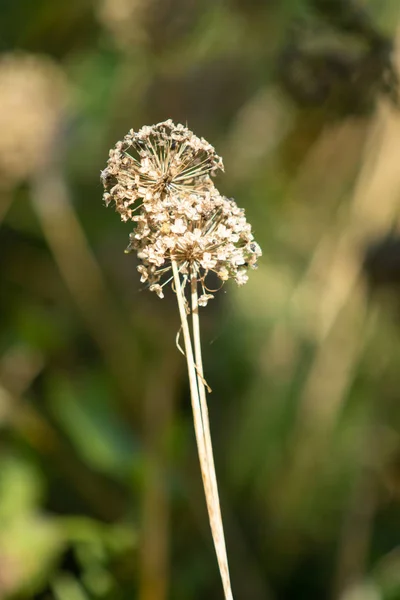 Droge Knoflook Bloem Hoofd Natuur — Stockfoto