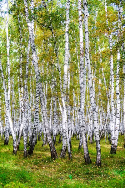 Sarı Huş Ağacı Orman Geç Sonbahar Doğa Manzara — Stok fotoğraf