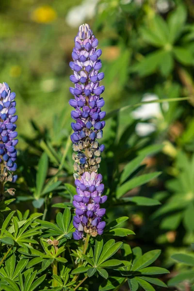 Lupinus Flores São Brilhantes Com Natureza Folhagem Verde — Fotografia de Stock