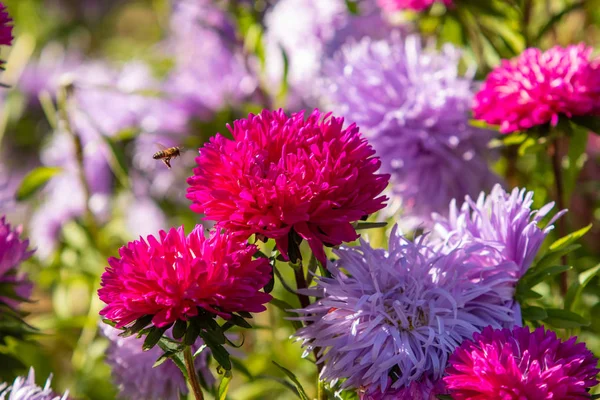 Flores Outono Brilhantes Paisagem Natureza — Fotografia de Stock