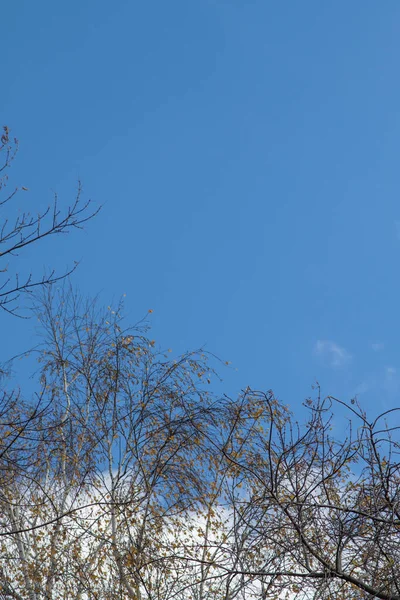 Осінні Гілки Дерева Вид Небо — стокове фото