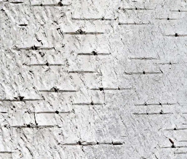 Birch Bark Background Texture — Stock Photo, Image
