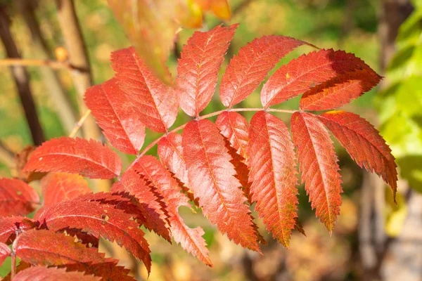 Herfst Boom Ashberry Felle Kleuren Van Natuur — Stockfoto