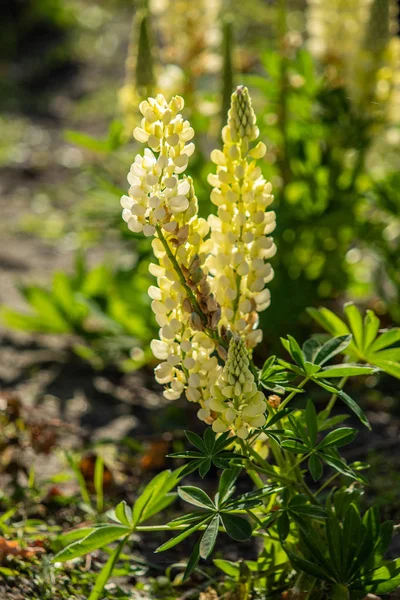 ルピナスの花が緑の葉自然と明るい — ストック写真