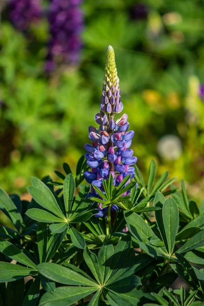 Lupinus Çiçek Yeşil Yeşillik Doğa Ile Parlak — Stok fotoğraf
