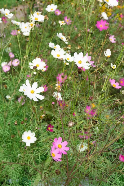 Cosmos Fleurs Nature Gros Plan Paysage — Photo