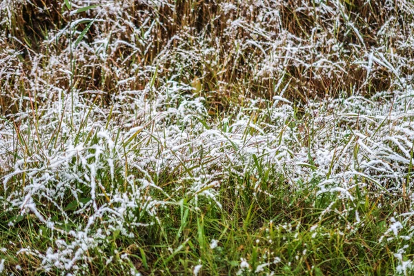雪中高大的绿草 — 图库照片