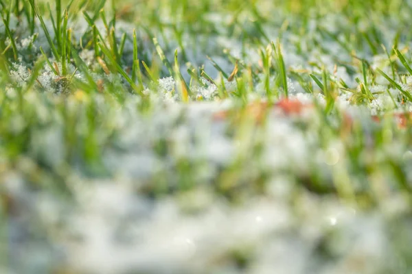 Green Grass Snow Blurred Background Bokeh — Stock Photo, Image