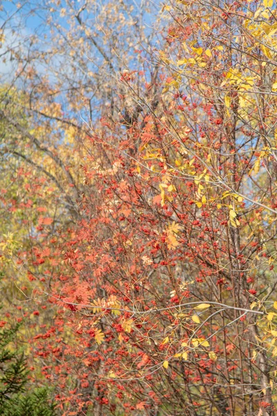 Podzimní Strom Větve Nebi — Stock fotografie