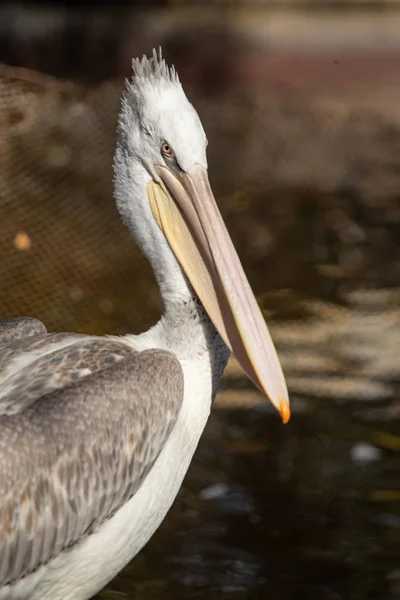 Pássaro Pelicano Perto Natureza Água — Fotografia de Stock