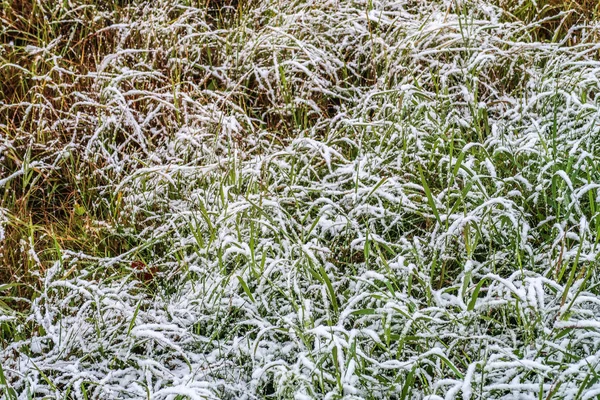 Grama Verde Alta Neve — Fotografia de Stock