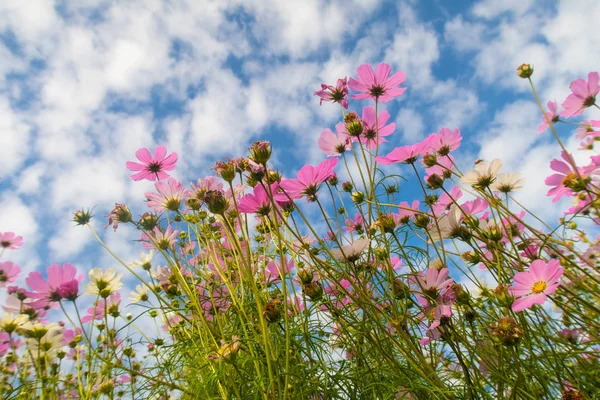 Cosmos Çiçekler Görüntülemek Aşağıdan Gökyüzüne Doğru — Stok fotoğraf