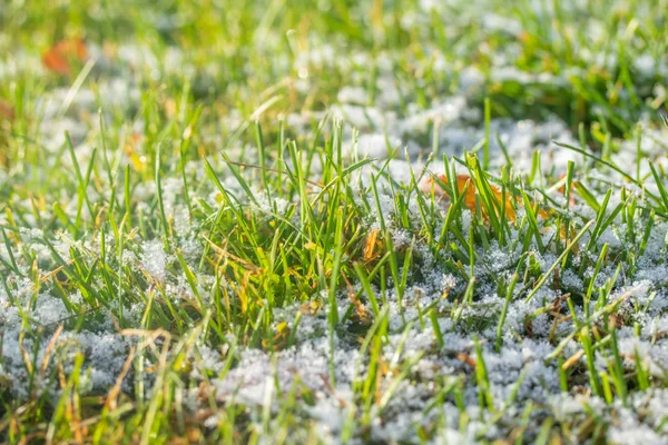 Grama Verde Neve Desfocada Fundo Bokeh — Fotografia de Stock