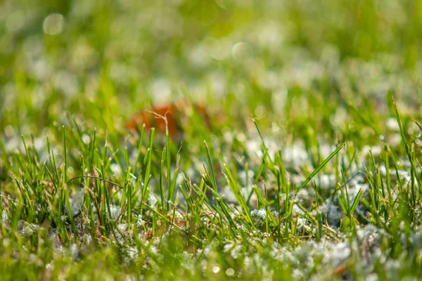 Grünes Gras Schnee Verschwommen Hintergrund Bokeh — Stockfoto